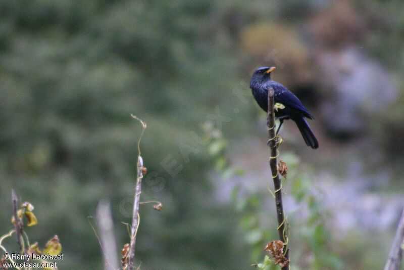 Blue Whistling Thrush