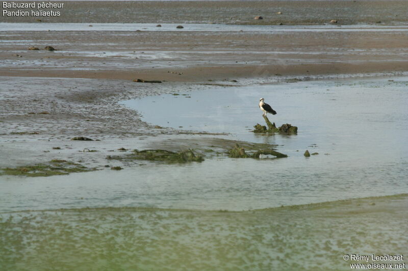 Balbuzard pêcheur