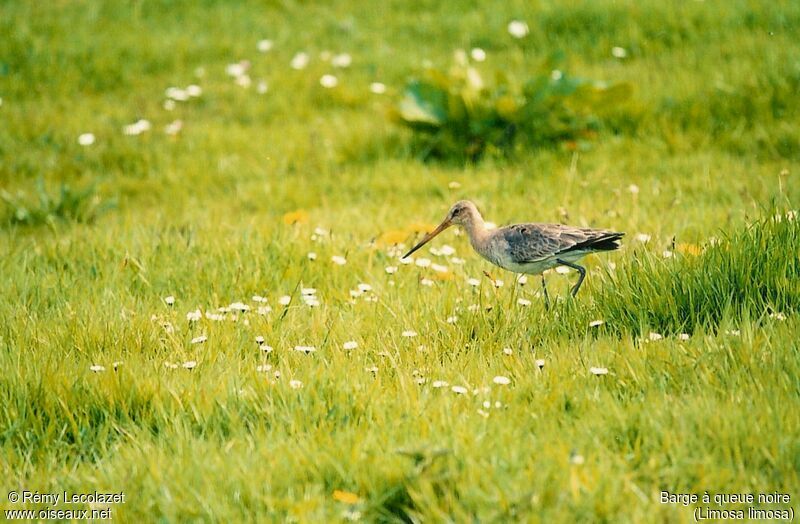 Black-tailed Godwit