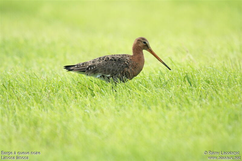 Black-tailed Godwit male adult