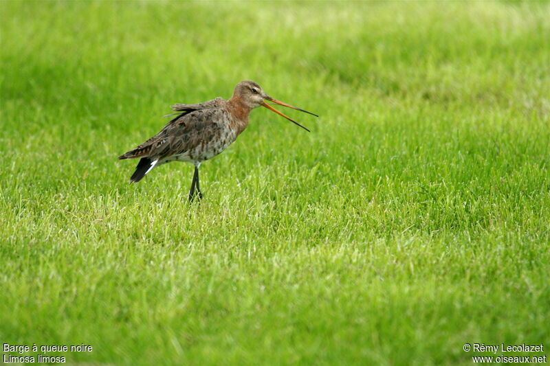 Black-tailed Godwit male adult