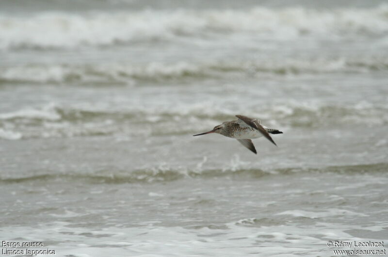 Bar-tailed Godwit