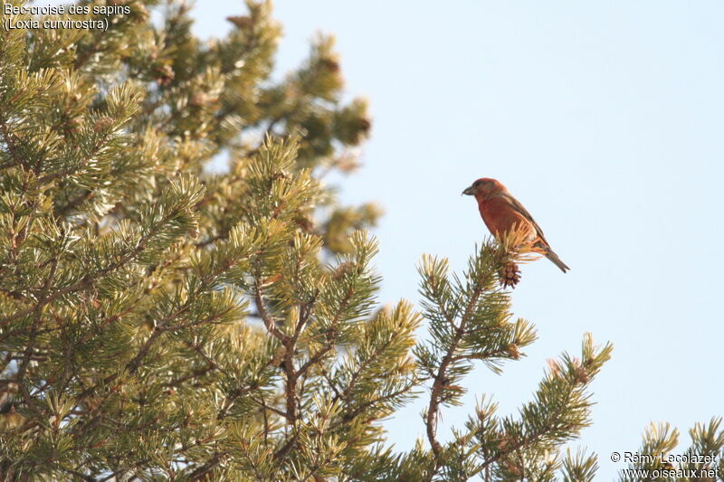 Red Crossbill