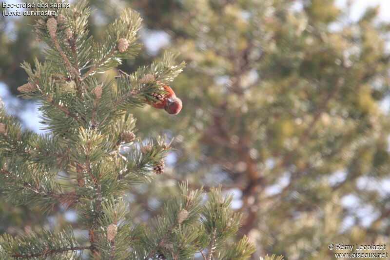 Bec-croisé des sapins