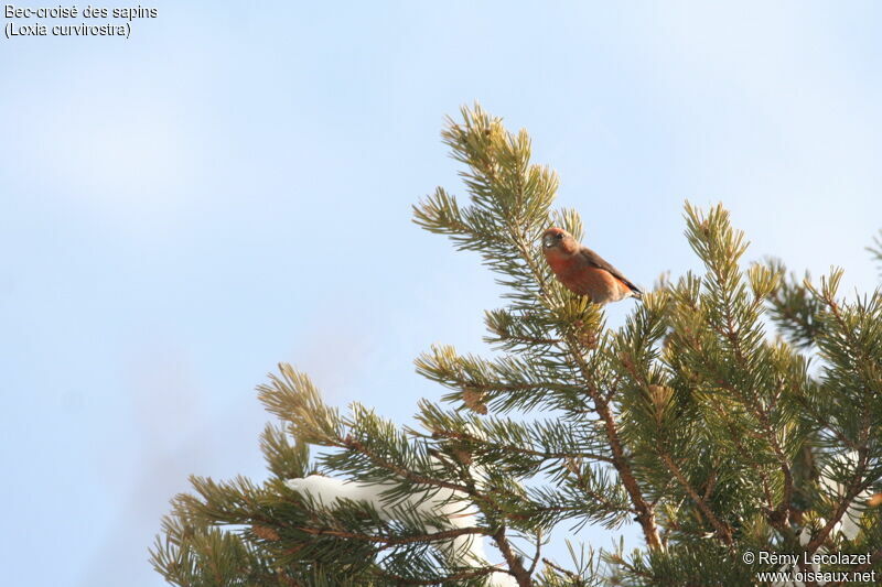 Red Crossbill