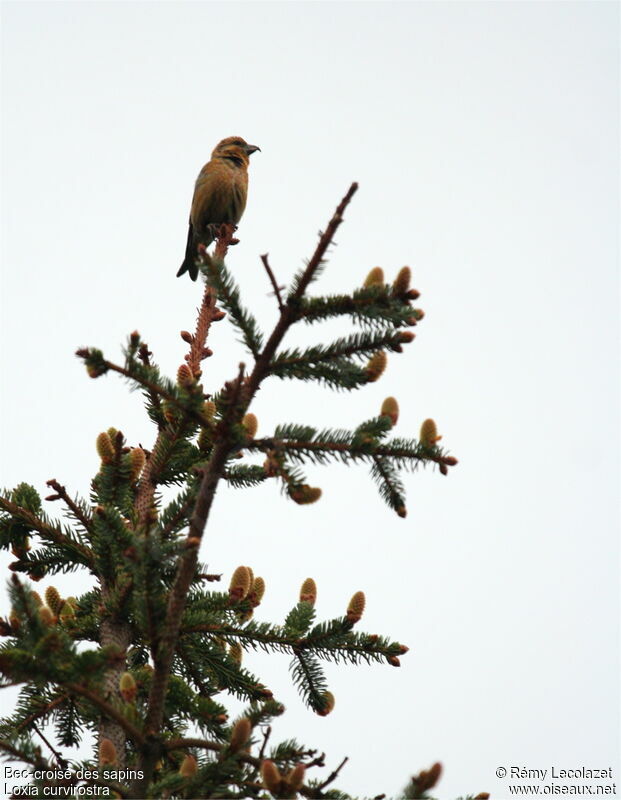 Red Crossbill