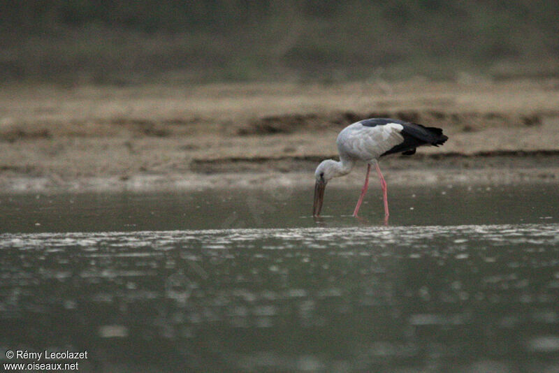 Asian Openbill