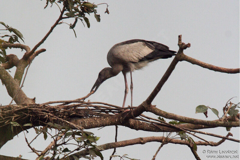 Asian Openbill