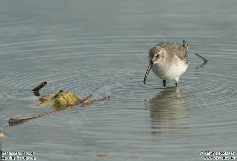 Curlew Sandpiperjuvenile