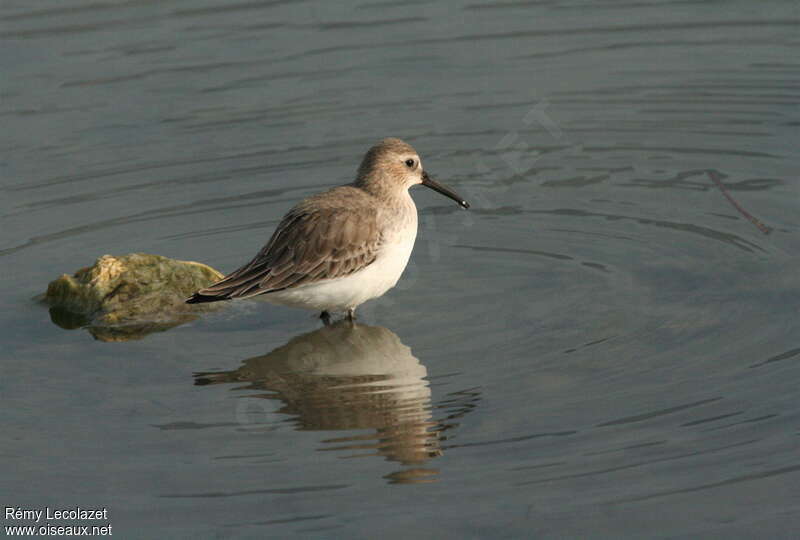 Bécasseau cocorliadulte internuptial, identification