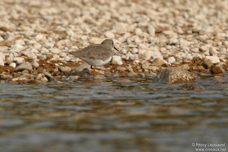 Temminck's Stint