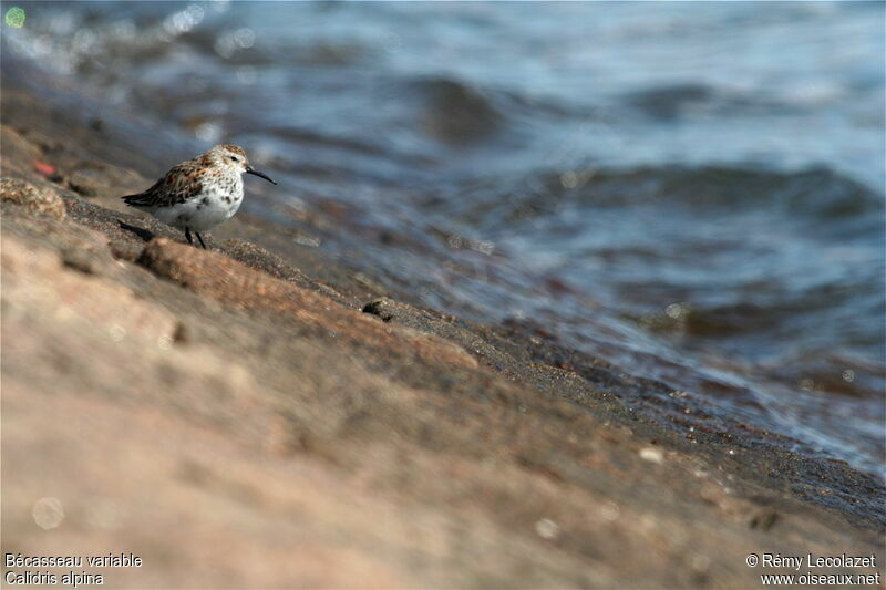 Dunlin