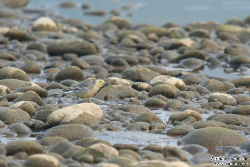 Citrine Wagtail