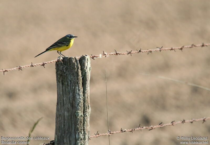 Grey Wagtailadult