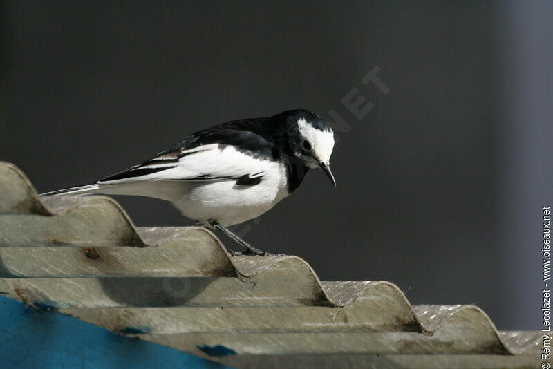 White Wagtail