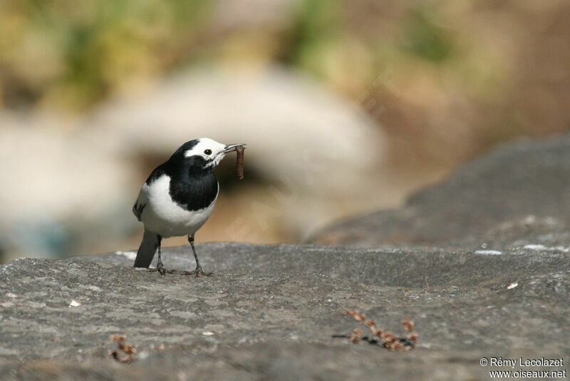 White Wagtail