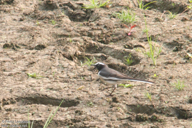 White-browed Wagtail