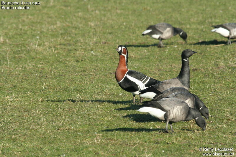 Red-breasted Goose male adult breeding