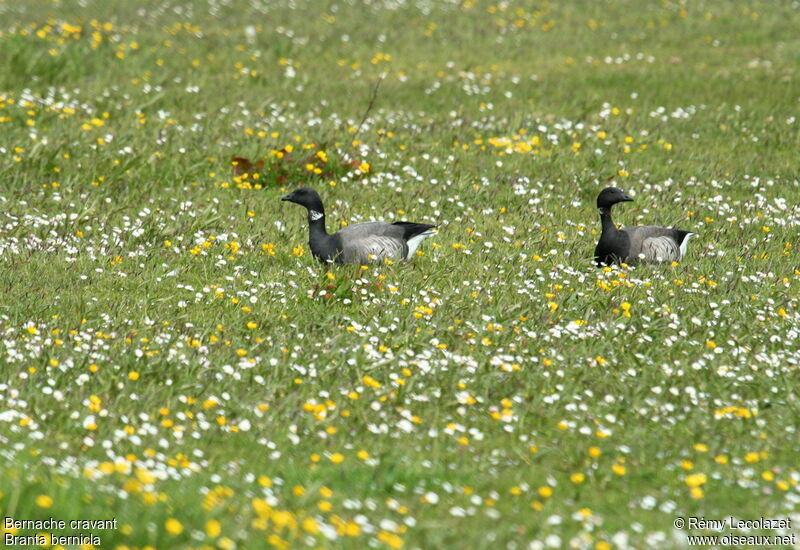 Brant Goose