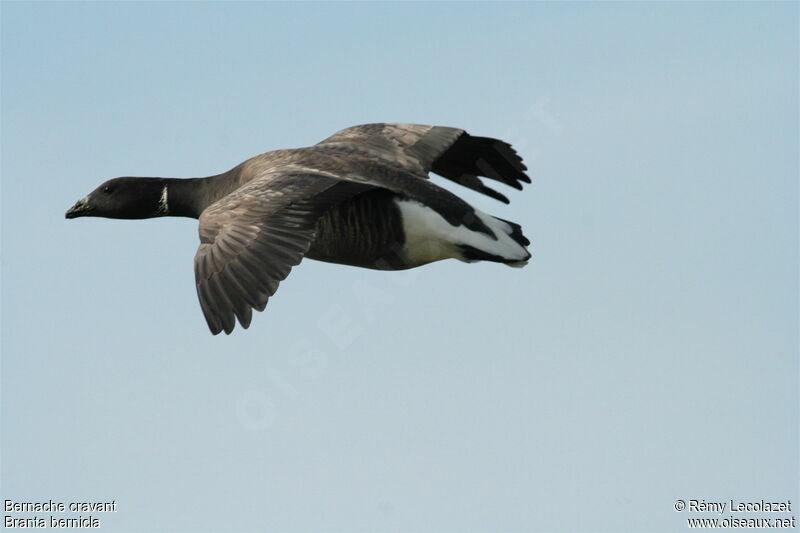 Brant Goose