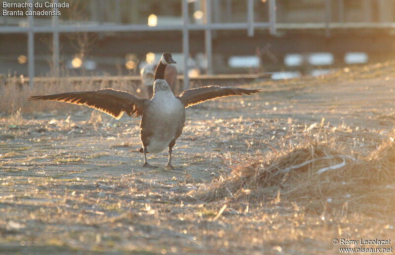 Canada Gooseadult breeding