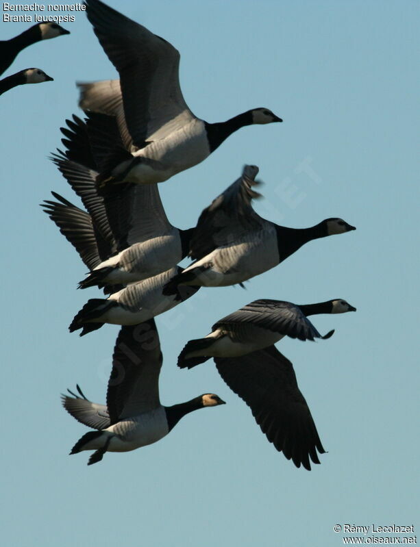 Barnacle Gooseadult breeding