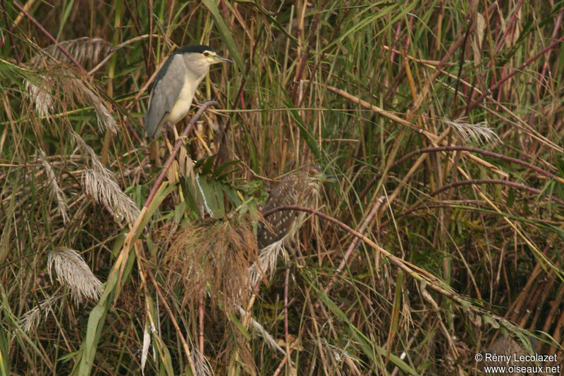 Black-crowned Night Heron