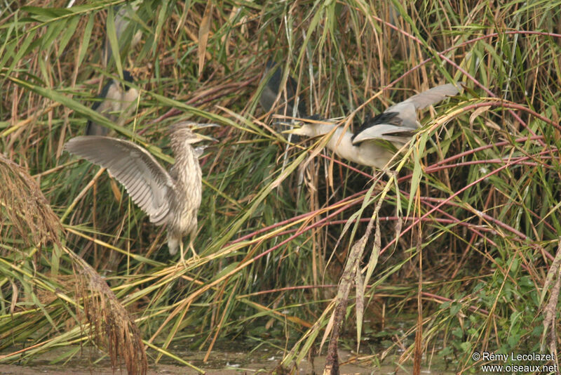 Black-crowned Night Heron