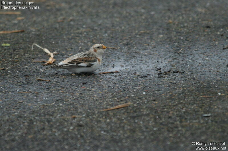 Snow Bunting