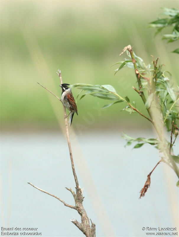 Common Reed Bunting male adult