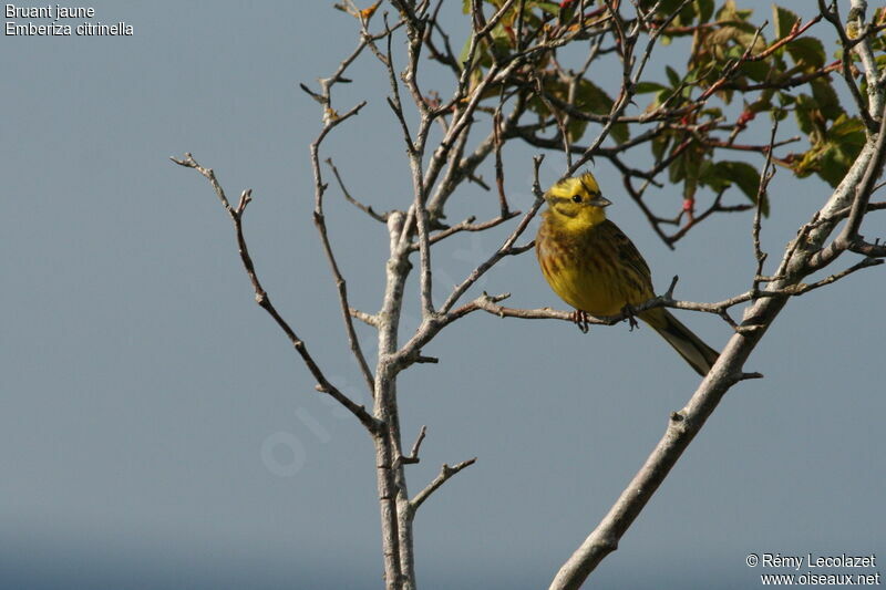 Yellowhammer male adult breeding