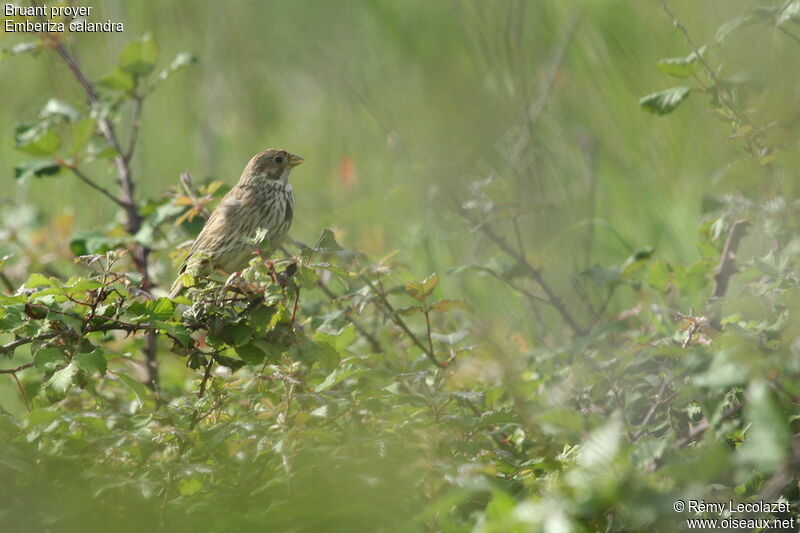 Corn Bunting, song