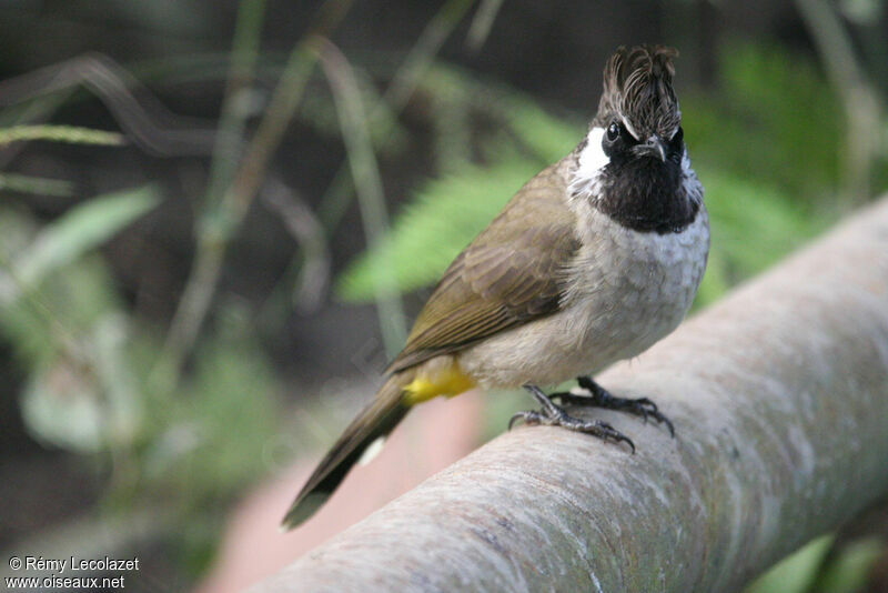 Bulbul à joues blanches