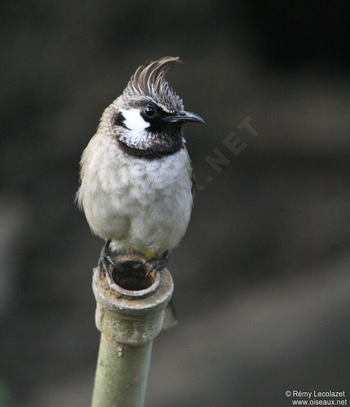 Bulbul à joues blanches