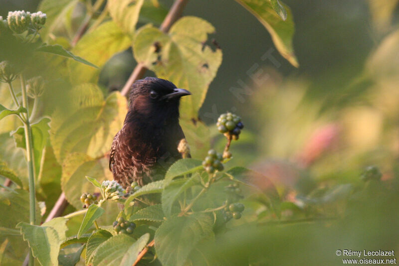 Red-vented Bulbul