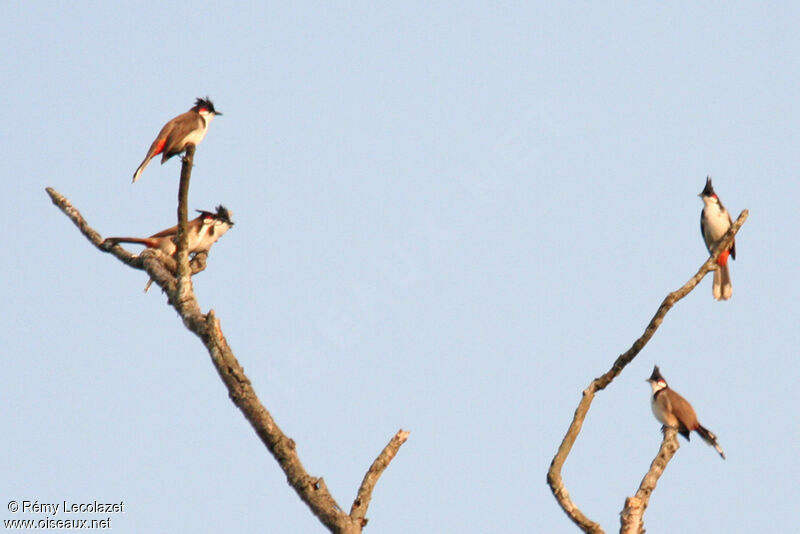 Red-whiskered Bulbul