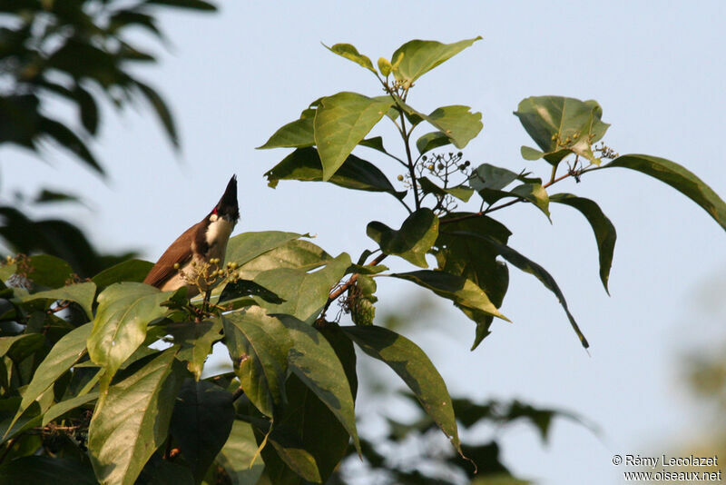 Red-whiskered Bulbul