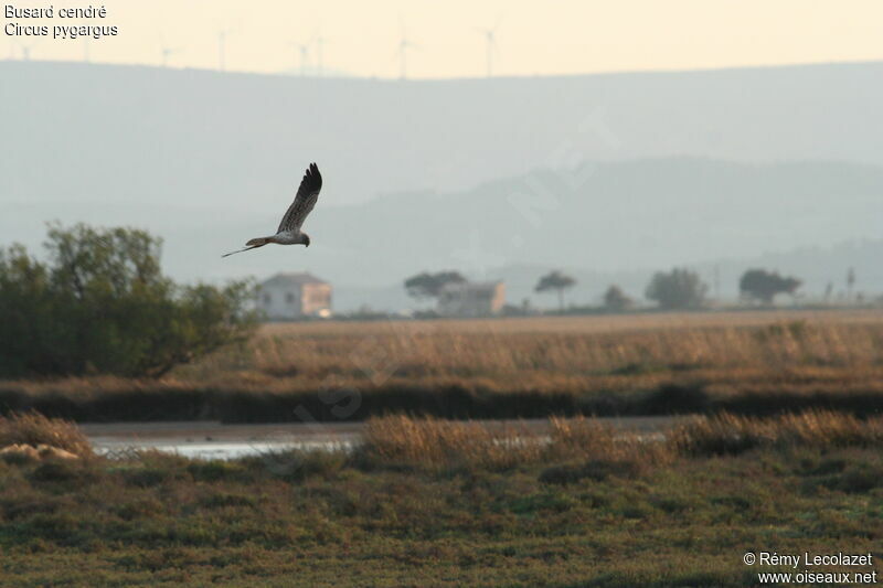 Montagu's Harrier male adult, Behaviour