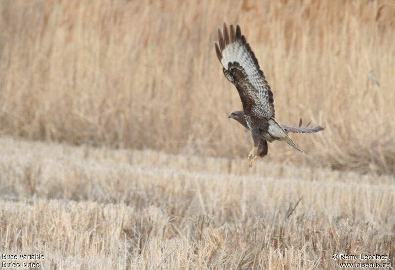 Buse variable