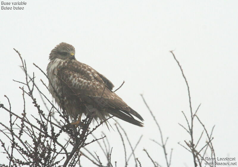 Buse variable