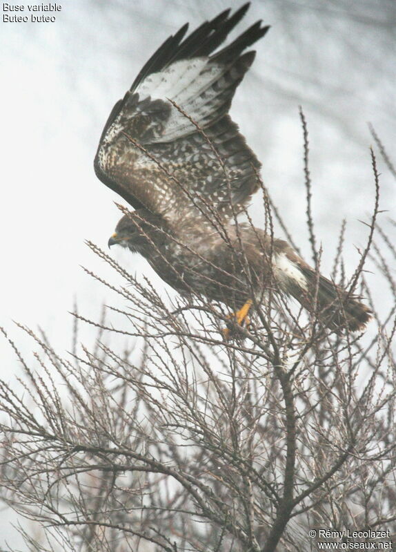 Buse variable