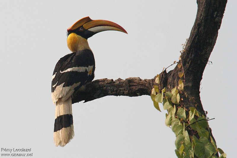 Great Hornbill male adult