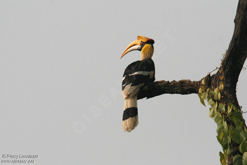 Great Hornbill male, pigmentation