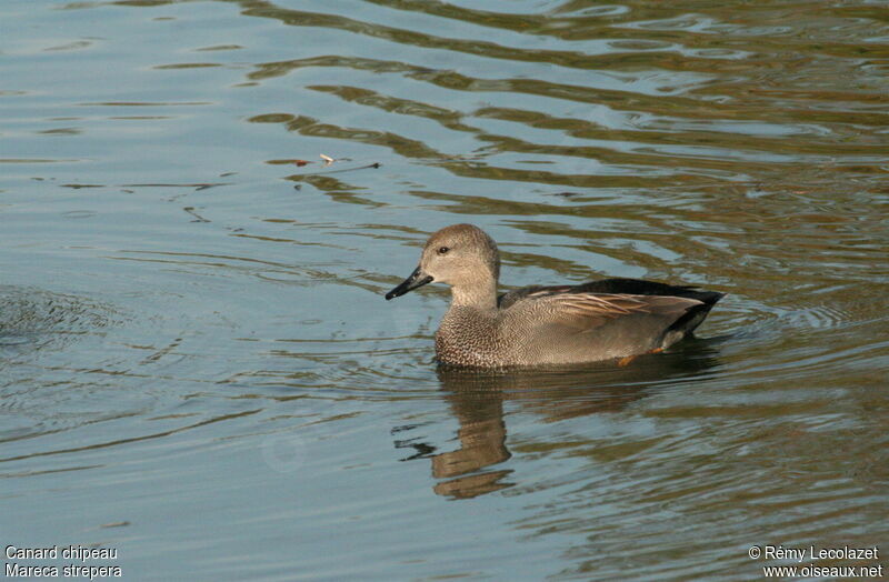 Canard chipeau mâle adulte