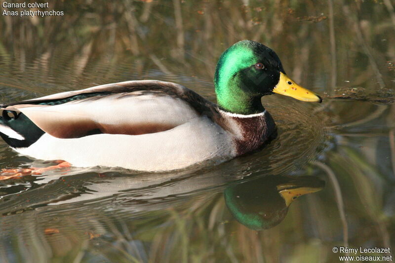 Canard colvert mâle adulte