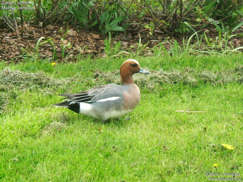 Canard siffleur mâle adulte nuptial