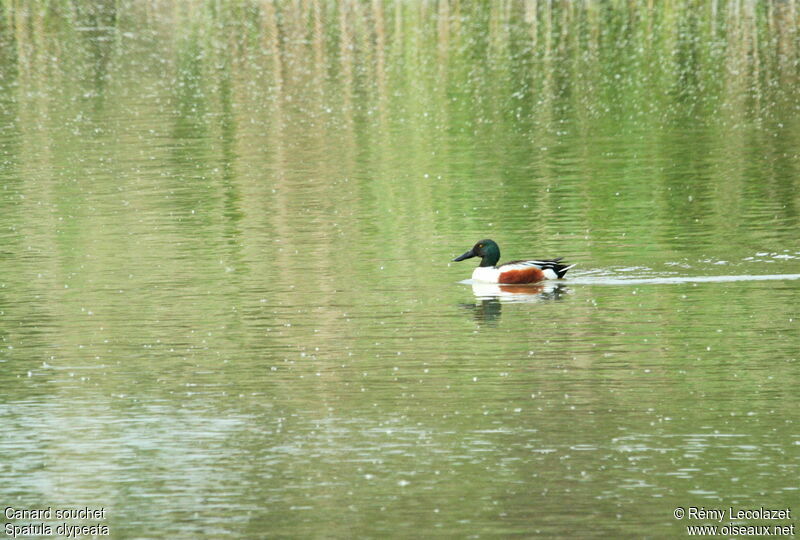 Canard souchet mâle adulte