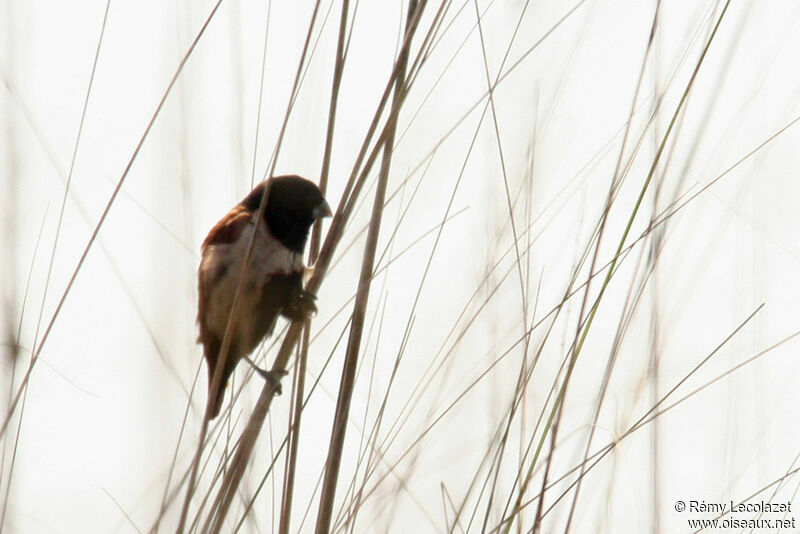 Tricolored Munia