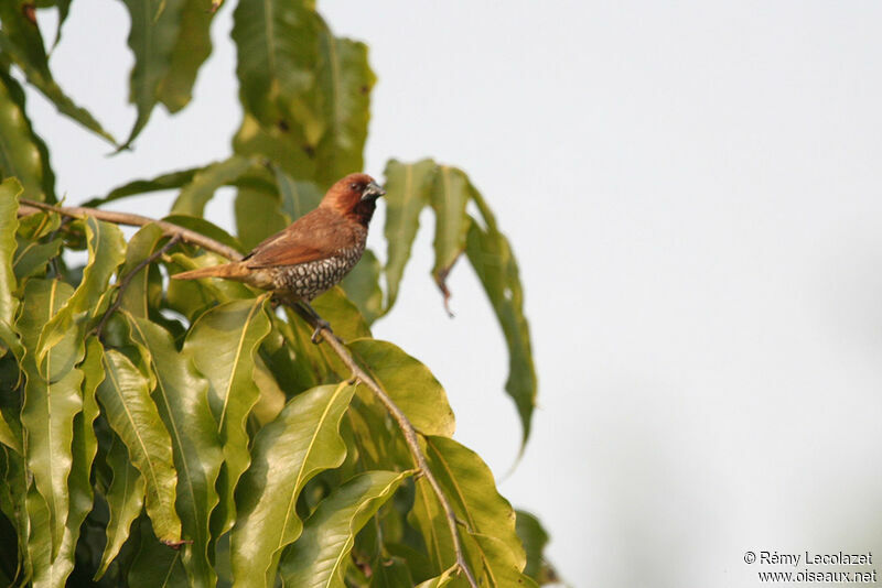 Scaly-breasted Munia