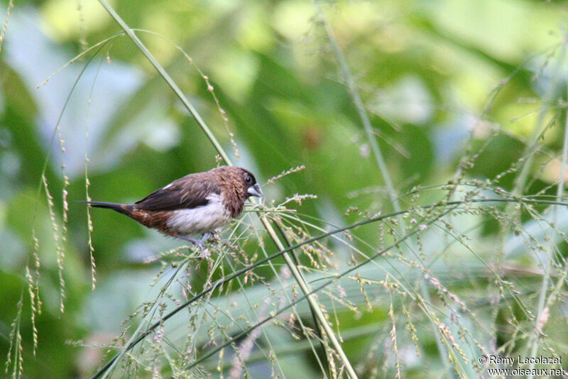 White-rumped Munia